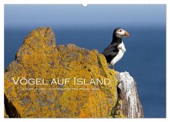 Vögel auf Island (Wandkalender 2026 DIN A2 quer), CALVENDO Monatskalender
