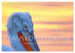 Krauskopfpelikane (Tischkalender 2026 DIN A5 quer), CALVENDO Monatskalender Krauskopfpelikane (Tischkalender 2026 DIN A5 quer), CALVENDO Monatskalender