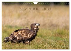 Seeadler in Polen (Wandkalender 2026 DIN A4 quer), CALVENDO Monatskalender Seeadler in Polen (Wandkalender 2026 DIN A4 quer), CALVENDO Monatskalender