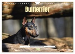 Cover Bullterrier, liebenswerte Sturköpfe (Wandkalender 2026 DIN A4 quer), CALVENDO Monatskalender