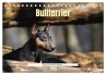 Bullterrier, liebenswerte Sturköpfe... - Bild 1