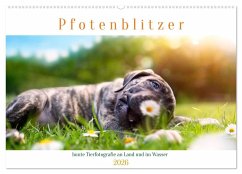 Pfotenblitzer bunte Tierfotografie an Land und im Wasser (Wandkalender 2026 DIN A2 quer), CALVENDO Monatskalender Pfotenblitzer bunte Tierfotografie an Land und im Wasser (Wandkalender 2026 DIN A2 quer), CALVENDO Monatskalender