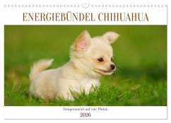Cover Enegiebündel Chihuahua - Temperament auf vier Pfoten (Wandkalender 2026 DIN A3 quer), CALVENDO Monatskalender