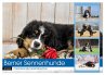 Berner Sennenhunde - Faszinierende... - Bild 1