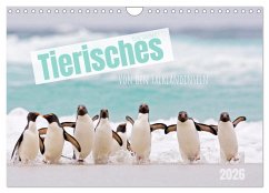 Tierisches von den Falklandinseln (Wandkalender 2026 DIN A4 quer), CALVENDO Monatskalender Tierisches von den Falklandinseln (Wandkalender 2026 DIN A4 quer), CALVENDO Monatskalender