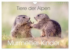 Cover Tiere der Alpen - Murmeltier-Kinder (Wandkalender 2026 DIN A4 quer), CALVENDO Monatskalender