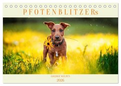 Pfotenblitzers Goldige Welpen (Tischkalender 2026 DIN A5 quer), CALVENDO Monatskalender Pfotenblitzers Goldige Welpen (Tischkalender 2026 DIN A5 quer), CALVENDO Monatskalender