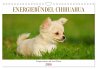 Enegiebündel Chihuahua - Temperament... - Bild 1