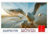 Maritim pur - Möwen (Wandkalender 2026... - Bild 1