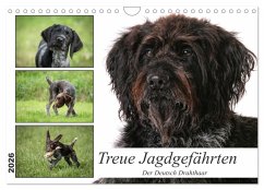 Treue Jagdgefährten - Der Deutsch Drahthaar (Wandkalender 2026 DIN A4 quer), CALVENDO Monatskalender Treue Jagdgefährten - Der Deutsch Drahthaar (Wandkalender 2026 DIN A4 quer), CALVENDO Monatskalender