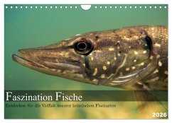Cover Faszination Fische (Wandkalender 2026 DIN A4 quer), CALVENDO Monatskalender