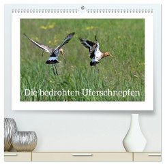Die bedrohten Uferschnepfen (hochwertiger Premium Wandkalender 2026 DIN A2 quer), Kunstdruck in Hochglanz Die bedrohten Uferschnepfen (hochwertiger Premium Wandkalender 2026 DIN A2 quer), Kunstdruck in Hochglanz