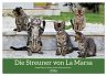 Die Streuner von La Marsa (Wandkalender... - Bild 1