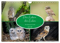 Das Leben der Eulen, die Damen der Nacht (Wandkalender 2026 DIN A4 quer), CALVENDO Monatskalender
