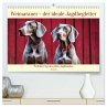 Weimaraner - der ideale Jagdbegleiter... - Bild 1