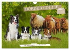 Border Collie - Das Universalgenie unter den Hunden (Wandkalender 2026 DIN A4 quer), CALVENDO Monatskalender