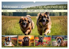 Cover Molosser - Gigantischer Kuschelfaktor (Wandkalender 2026 DIN A2 quer), CALVENDO Monatskalender