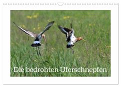 Die bedrohten Uferschnepfen (Wandkalender 2026 DIN A3 quer), CALVENDO Monatskalender Die bedrohten Uferschnepfen (Wandkalender 2026 DIN A3 quer), CALVENDO Monatskalender