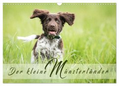 Der kleine Münsterländer (Wandkalender 2026 DIN A3 quer), CALVENDO Monatskalender Der kleine Münsterländer (Wandkalender 2026 DIN A3 quer), CALVENDO Monatskalender