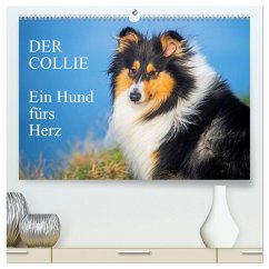 Der Collie - ein Hund fürs Herz (hochwertiger Premium Wandkalender 2026 DIN A2 quer), Kunstdruck in Hochglanz