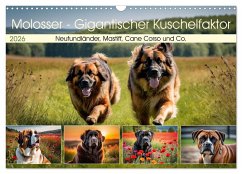 Molosser - Gigantischer Kuschelfaktor (Wandkalender 2026 DIN A3 quer), CALVENDO Monatskalender Cover Molosser - Gigantischer Kuschelfaktor (Wandkalender 2026 DIN A3 quer), CALVENDO Monatskalender