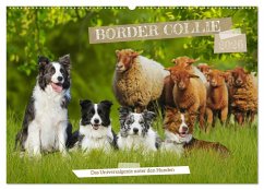 Border Collie - Das Universalgenie unter den Hunden (Wandkalender 2026 DIN A2 quer), CALVENDO Monatskalender