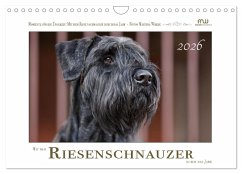 Mit dem Riesenschnauzer durch das Jahr (Wandkalender 2026 DIN A4 quer), CALVENDO Monatskalender