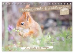 Bezaubernde Eichhörnchen (Tischkalender 2026 DIN A5 quer), CALVENDO Monatskalender Bezaubernde Eichhörnchen (Tischkalender 2026 DIN A5 quer), CALVENDO Monatskalender