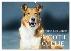 Cover Ein Freund fürs Leben - Smooth Collie (Wandkalender 2026 DIN A2 quer), CALVENDO Monatskalender