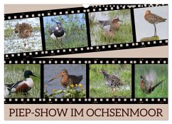 PIEP-SHOW im Ochsenmoor (Wandkalender 2026 DIN A3 quer), CALVENDO Monatskalender