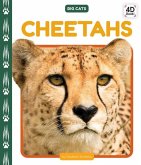 Cheetahs Cheetahs