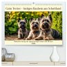 Cairn Terrier - lustiges Raubein aus... - Bild 1
