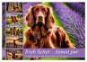 Irish Setter - Anmut pur (Wandkalender... - Bild 1