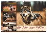 Ein Jahr unter Wölfen (Wandkalender... - Bild 1