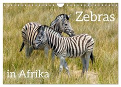 Zebras in Afrika (Wandkalender 2026 DIN A4 quer), CALVENDO Monatskalender