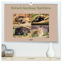 Britisch Kurzhaar Raritäten - seltene Schönheiten (hochwertiger Premium Wandkalender 2026 DIN A2 quer), Kunstdruck in Hochglanz Britisch Kurzhaar Raritäten - seltene Schönheiten (hochwertiger Premium Wandkalender 2026 DIN A2 quer), Kunstdruck in Hochglanz