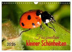 Faszination kleiner Schönheiten (Wandkalender 2026 DIN A4 quer), CALVENDO Monatskalender Cover Faszination kleiner Schönheiten (Wandkalender 2026 DIN A4 quer), CALVENDO Monatskalender