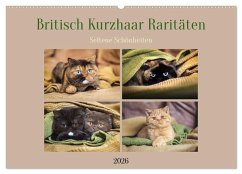 Cover Britisch Kurzhaar Raritäten - seltene Schönheiten (Wandkalender 2026 DIN A2 quer), CALVENDO Monatskalender