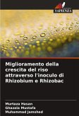 Miglioramento della crescita del riso attraverso l'inoculo di Rhizobium e Rhizobac Miglioramento della crescita del riso attraverso l'inoculo di Rhizobium e Rhizobac
