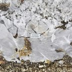 Lost Words Lost Words