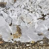 Lost Words Lost Words