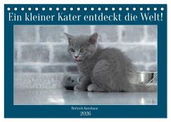 Cover Ein kleiner Kater entdeckt die Welt! (Tischkalender 2026 DIN A5 quer), CALVENDO Monatskalender