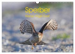 Sperber - Kleiner Vogel Greif (Wandkalender 2026 DIN A3 quer), CALVENDO Monatskalender