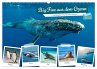 Big Five aus dem Ozean Hai, Delphin,... - Bild 1