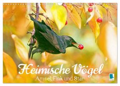 Amsel, Fink und Star: Heimische Vögel (Wandkalender 2026 DIN A3 quer), CALVENDO Monatskalender Amsel, Fink und Star: Heimische Vögel (Wandkalender 2026 DIN A3 quer), CALVENDO Monatskalender