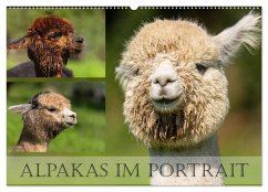Cover Alpakas im Portrait (Wandkalender 2026 DIN A2 quer), CALVENDO Monatskalender