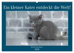 Cover Ein kleiner Kater entdeckt die Welt! (Wandkalender 2026 DIN A2 quer), CALVENDO Monatskalender