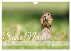 Süße Nager (Wandkalender 2026 DIN A4 quer), CALVENDO Monatskalender Süße Nager (Wandkalender 2026 DIN A4 quer), CALVENDO Monatskalender