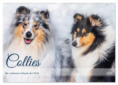 Cover Collies - die schönsten Hunde der Welt (Wandkalender 2026 DIN A2 quer), CALVENDO Monatskalender