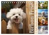 Bichon frisé, weiße Hündchen mit... - Bild 1